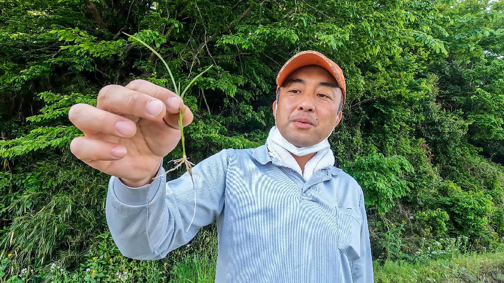 乾⽥直播のイネ