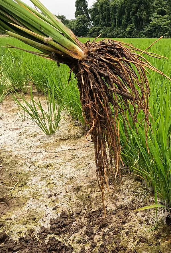 「ふさおとめ」の根