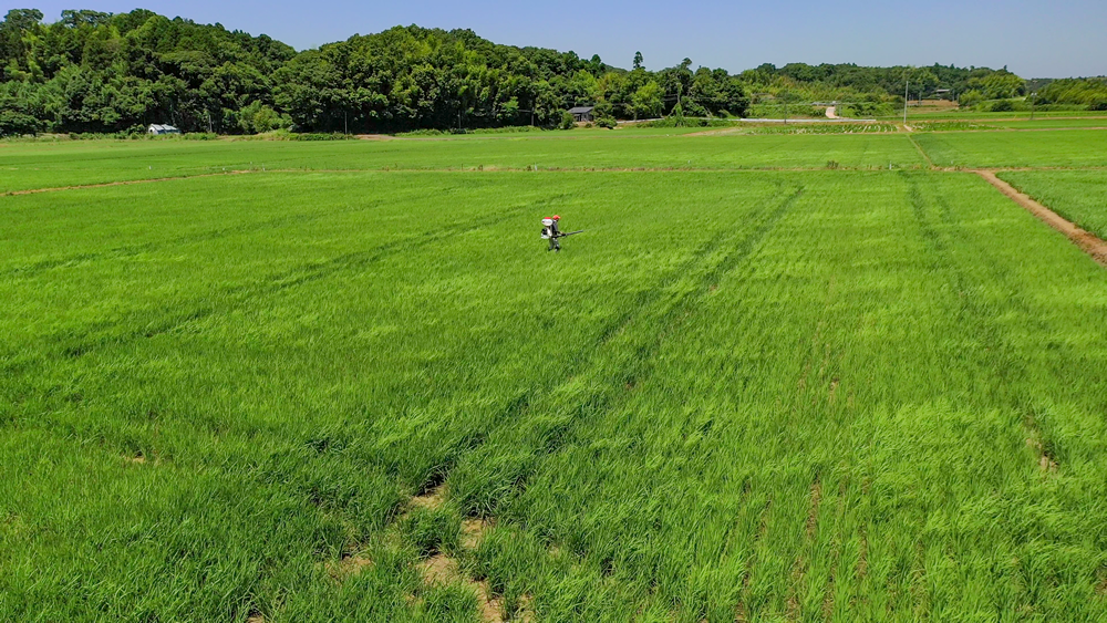 「ふさこがね」の穂肥散布